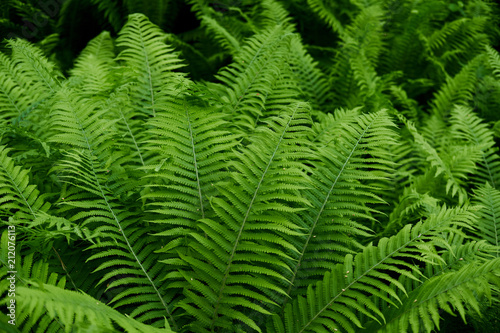 Perfect natural fern pattern. Beautyful ferns leaves green foliage natural floral fern background