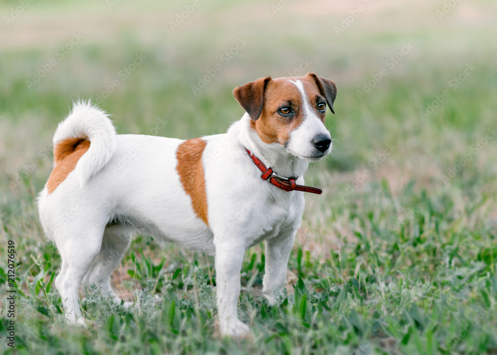Close-up full-length portrait of adorable small white and brown dog jack russel terrier standing on glade and looking at right side