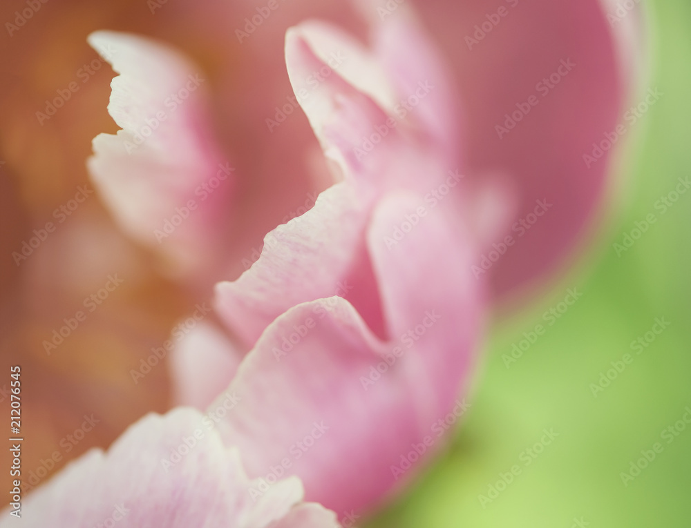 Close up of a pink peony flower