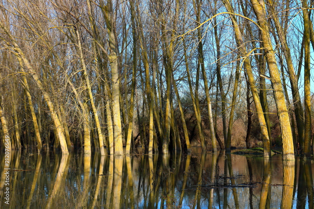 Obraz premium Trees (tree trunks) standing in high water of Danube river during a spring floods on a calm day. Reflection of tree trunks in water