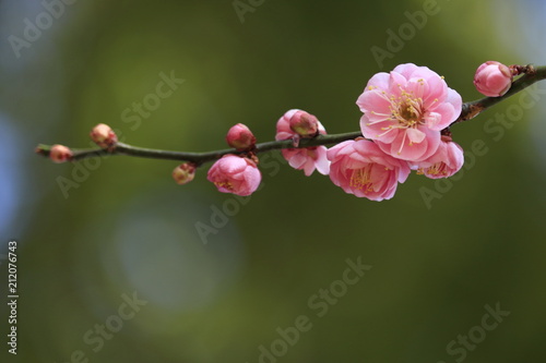 plum blossom