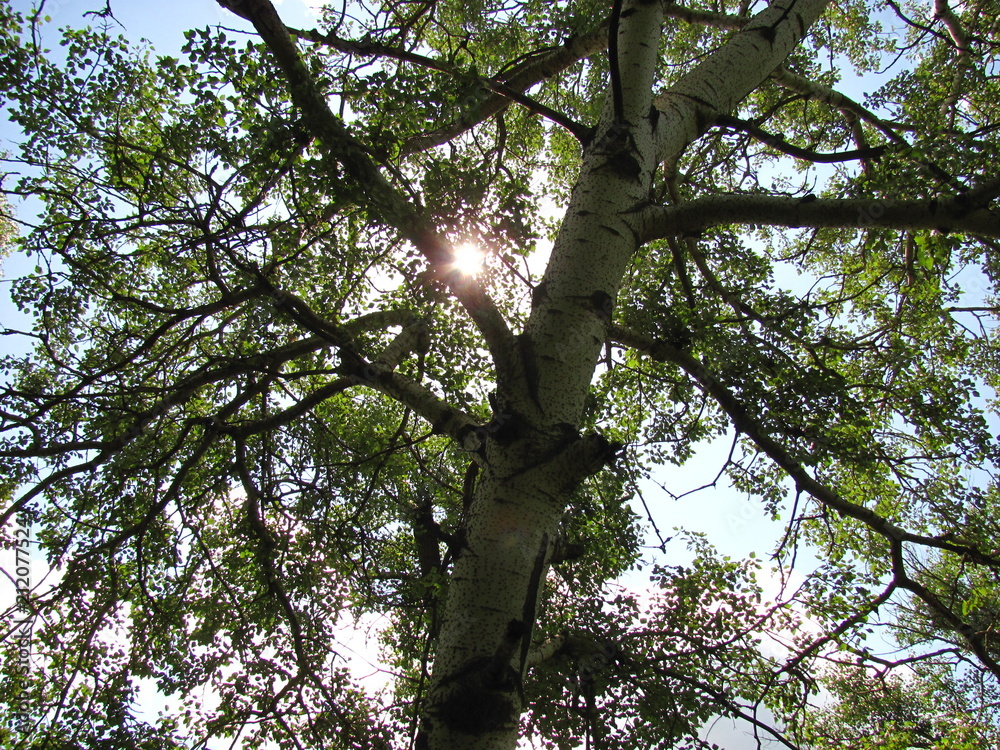 Fototapeta premium spring nature in the foliage forest, sunshining
