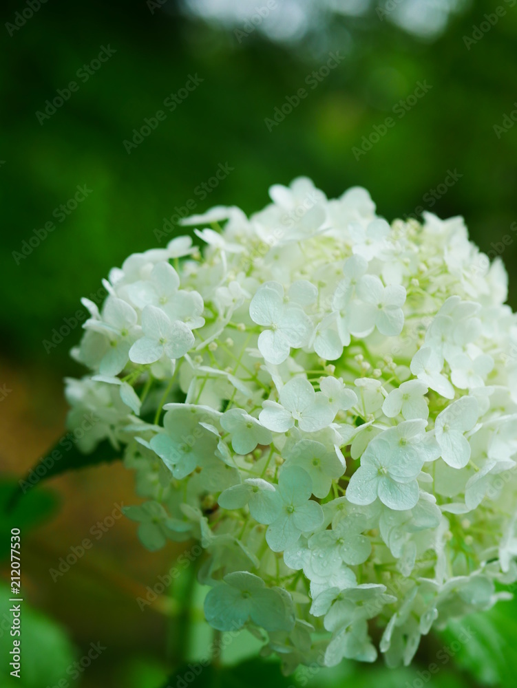 white flowers in the garden