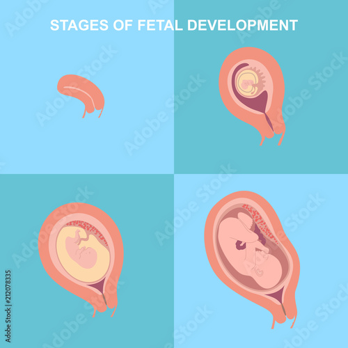 Stages of development of the child in the womb