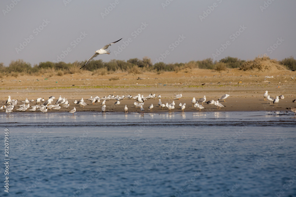 Fototapeta premium Gulls in Gwadar Bay, Sistan and Baluchistan, Iran