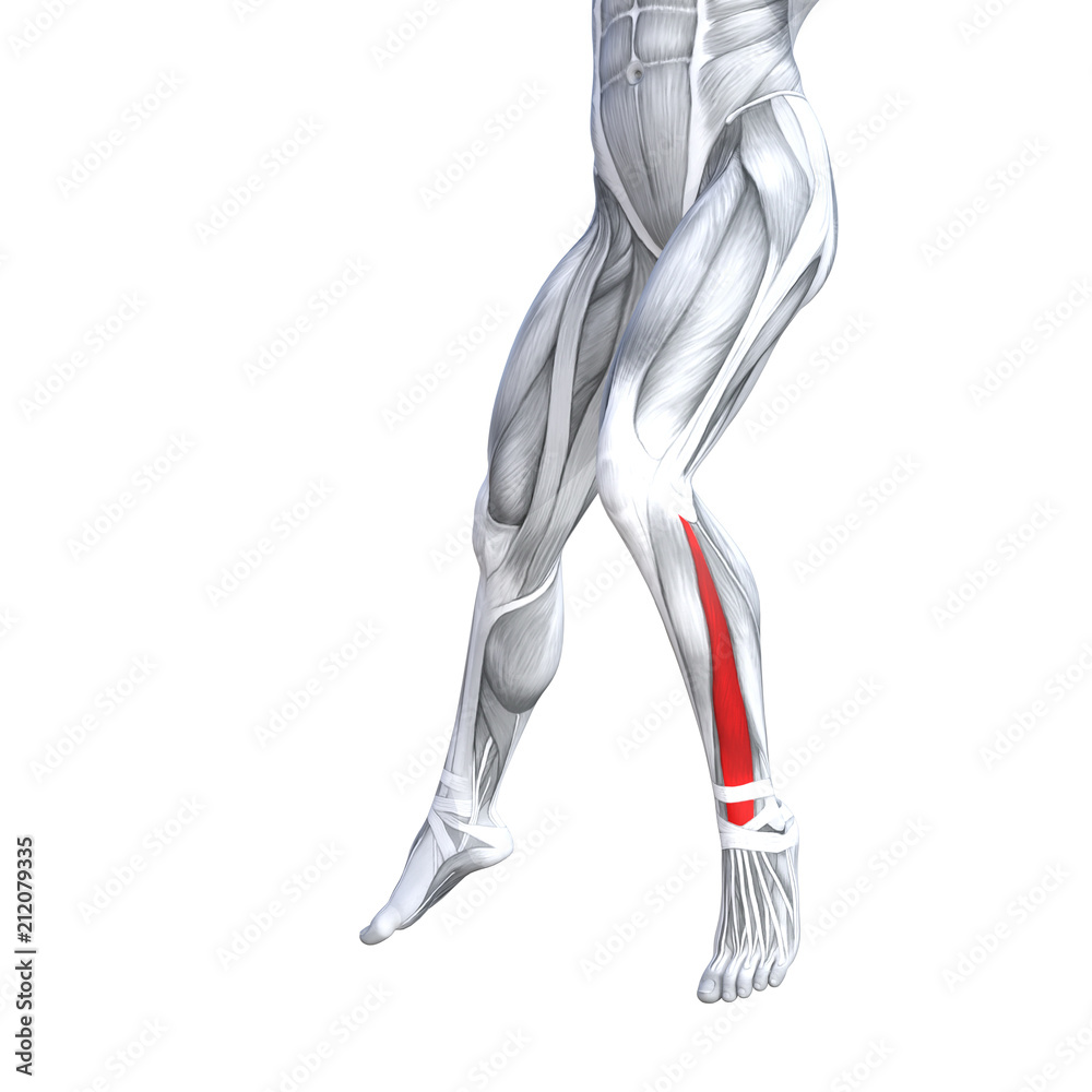 Concept conceptual 3D illustration fit strong front lower leg human anatomy, anatomical muscle isolated white background for body medical health tendon foot and biological gym fitness muscular system