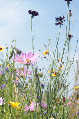 Fototapeta Naklejka Na Ścianę i Meble -  Wildblumenwiese im Sommer