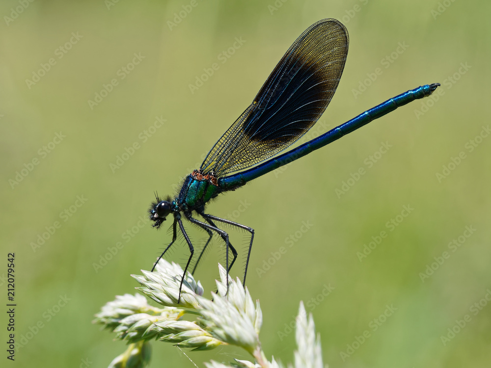 Banded Demoiselle Resting on Grass Stalk Banded Demoiselle Resting on Grass Stalk