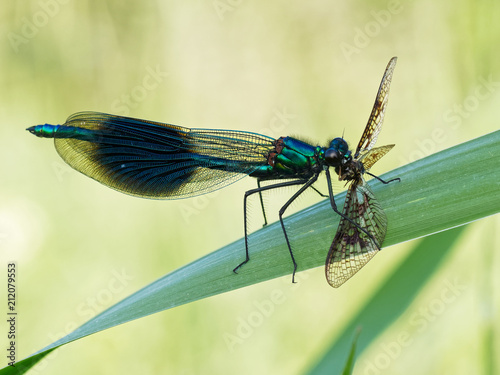 Banded Demoiselle Eating Mayfly