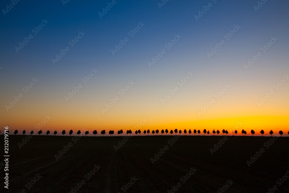 Fototapeta premium Young beautiful trees between spring fields