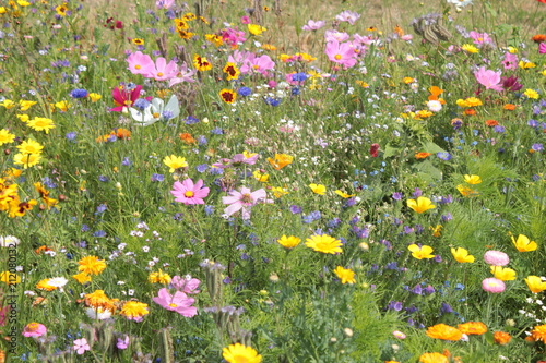 Fototapeta Naklejka Na Ścianę i Meble -  Wildblumenwiese im Sommer