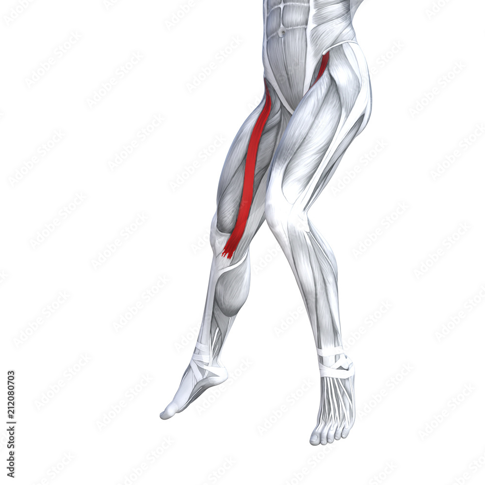 Concept conceptual 3D illustration fit strong front upper leg human anatomy, anatomical muscle isolated white background for body medical health tendon foot and biological gym fitness muscular system