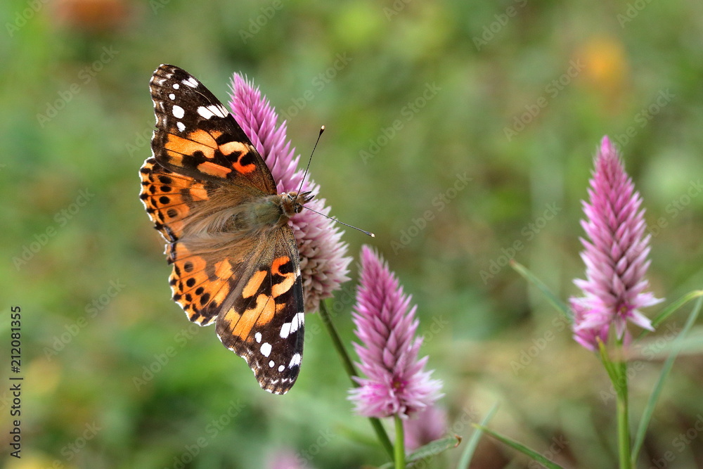 A Painted Lady Butterfly feeds on spiky pink Celosia flowers in my garden in late summer.
A Painted Lady Butterfly feeds on spiky pink Celosia flowers in my garden in late summer.