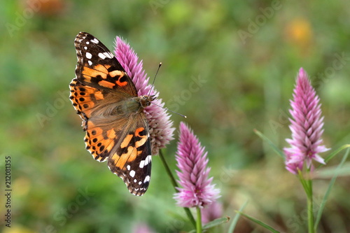 A Painted Lady Butterfly feeds on spiky pink Celosia flowers in my garden in late summer. 
