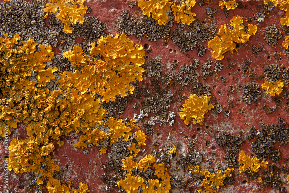 lichen on the concrete wall lichen on the concrete wall