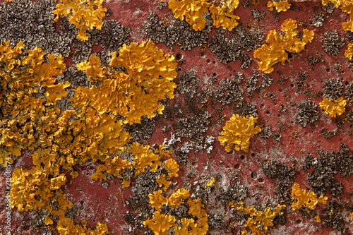 lichen on the concrete wall