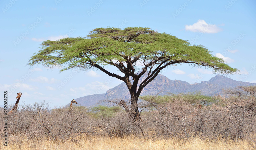 Girafs looking above the bushes in Shaba and Samburu National Parks wilderness