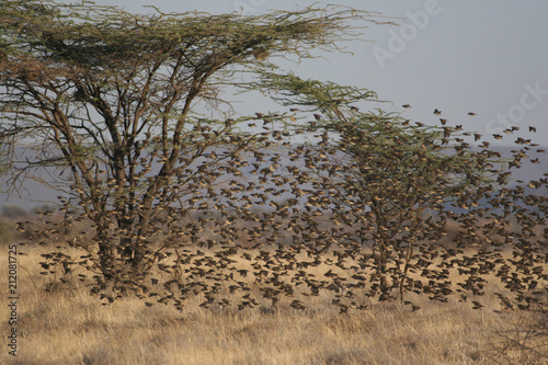 Kenya: Bird-Lovers Paradies at Ngoro River in Samburu Nationalpark photo