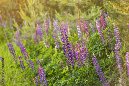 Blooming lupine summer flowers. A field meadow of lupines
