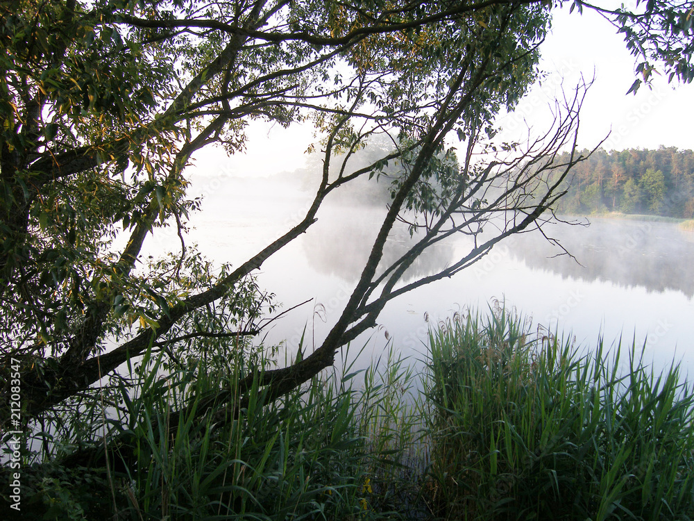 Obraz premium Summer landscape with a lake. Foggy morning.