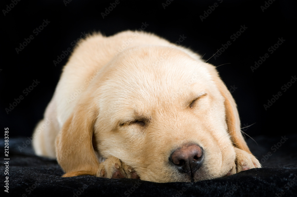 Schlafender Labradorwelpe auf schwarzem Grund Schlafender Labradorwelpe auf schwarzem Grund