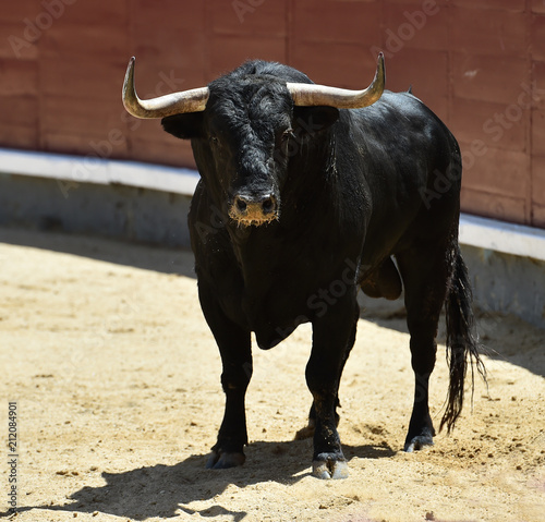 toro en españa corriendo en plaza de toros