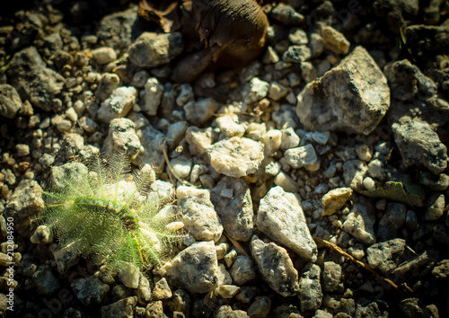 Nettle Caterpillar on the rock photo