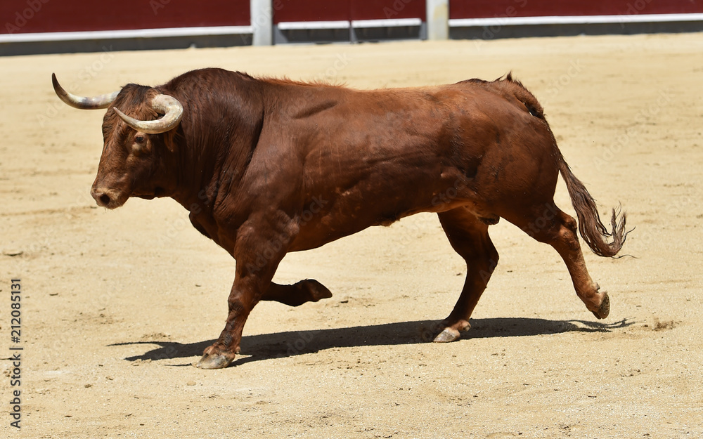 toro en españa corriendo en plaza de toros