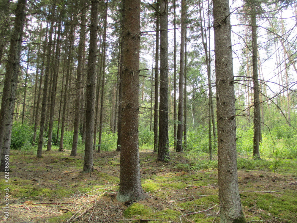 Fototapeta premium spruce forest