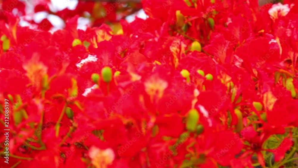 Royal poinciana, delonix regia from the fabaceae family also none as the flame tree, with its vibrant red flowers, panoramic panning camera high definition stock footage clip.
