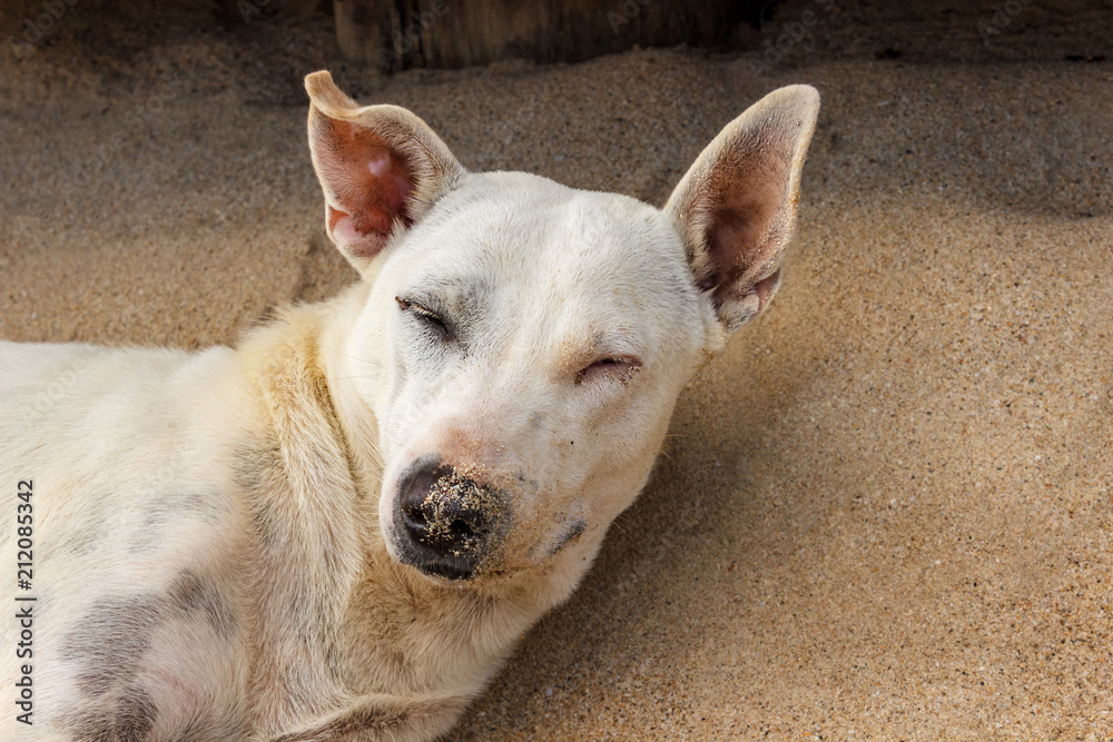 The homeless dog rests and lies on the sand on the beach during the summer holidays.