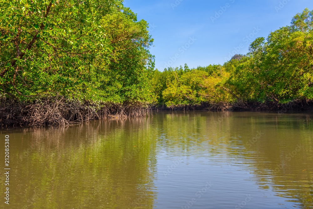 A boat ride through the beautiful mangrove trees with its aerial roots at the Kilim Geoforest Park of Langkawi Island, Malaysia.