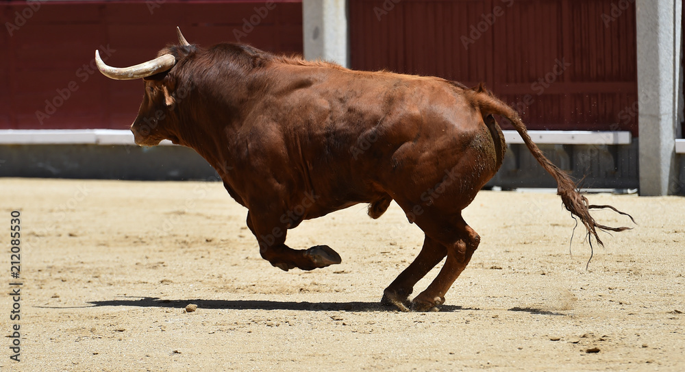 toro en españa corriendo en plaza de toros toro en españa corriendo en plaza de toros