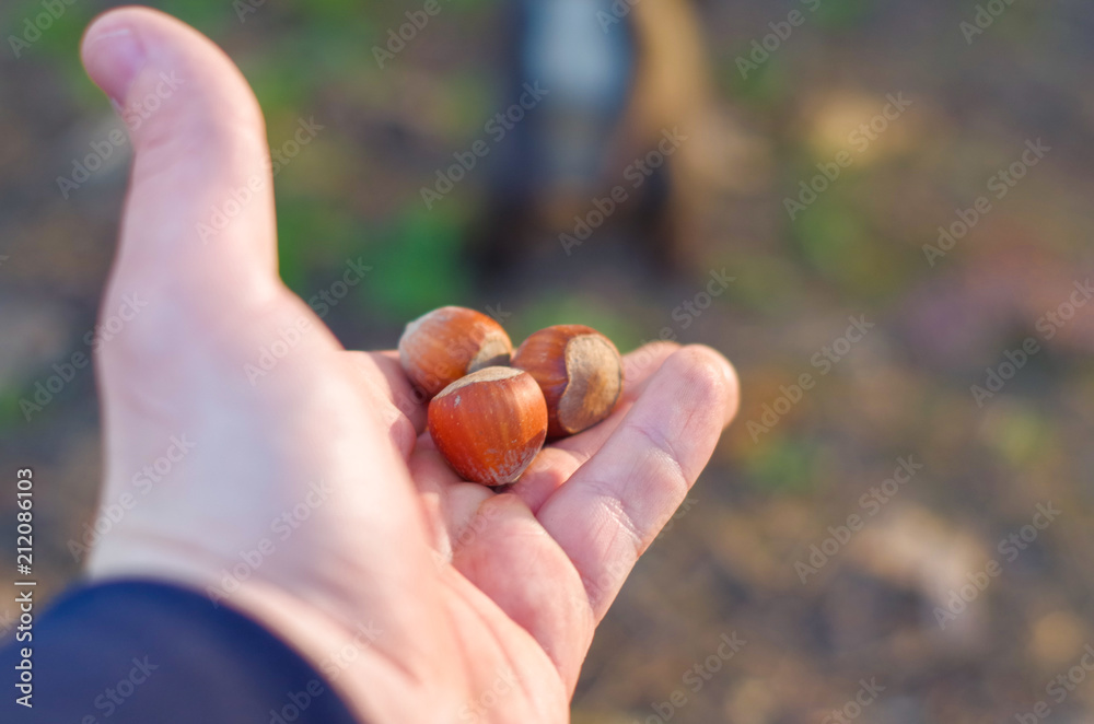 Person feeds the squirrel. Person feeds the squirrel.