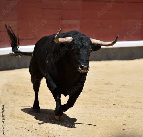 spanish bull in bullring