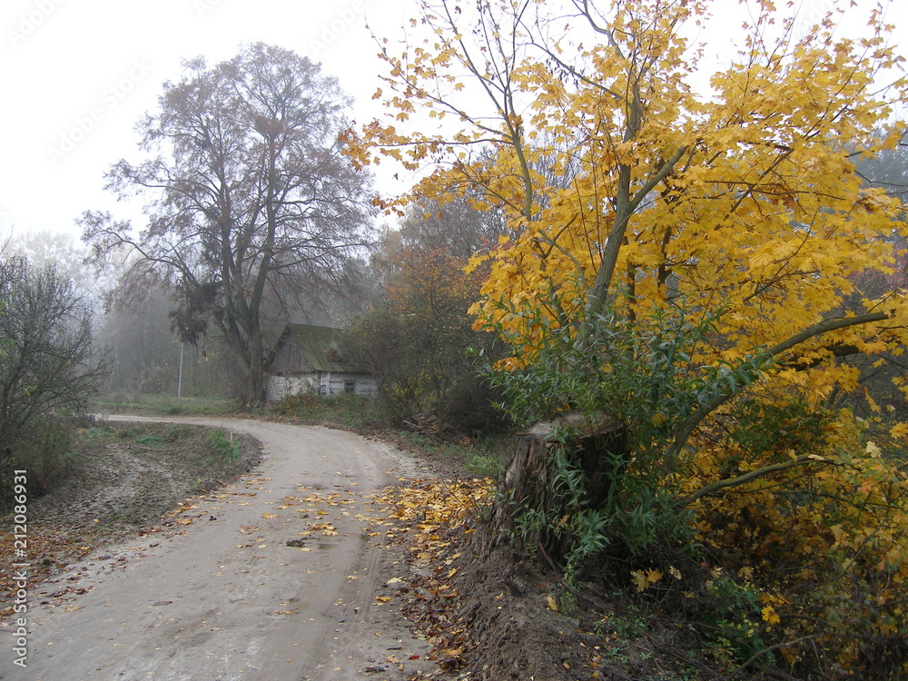 Autumn landscape with trees, the road in the village. 