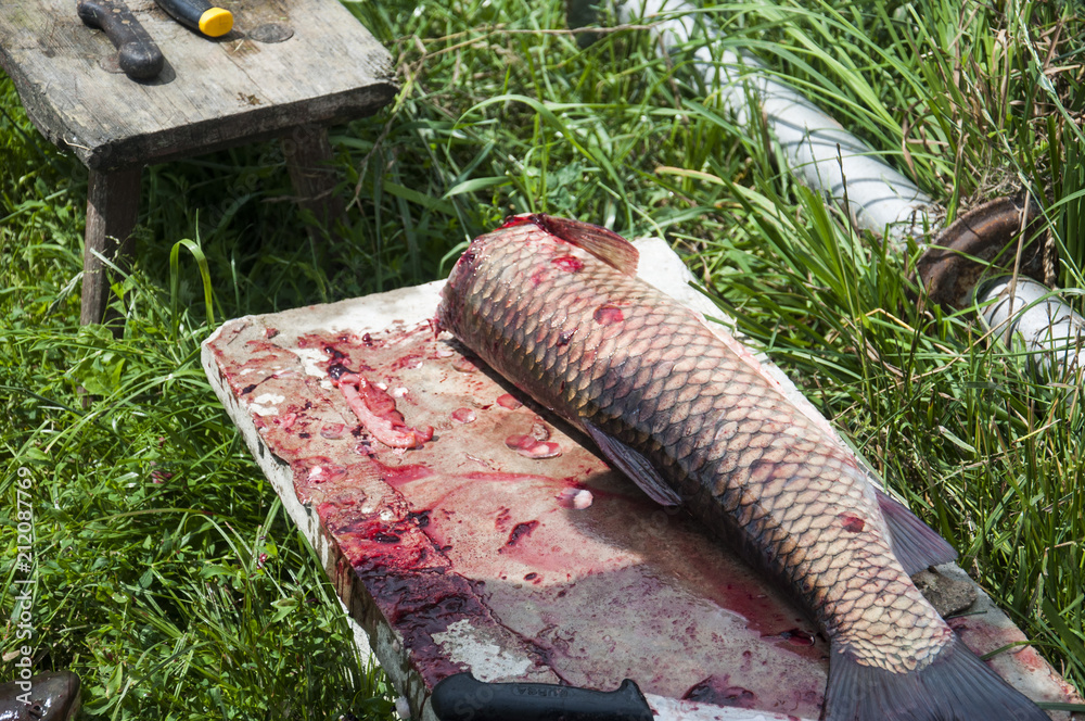 Fototapeta premium a fish carp being paunched on the grass