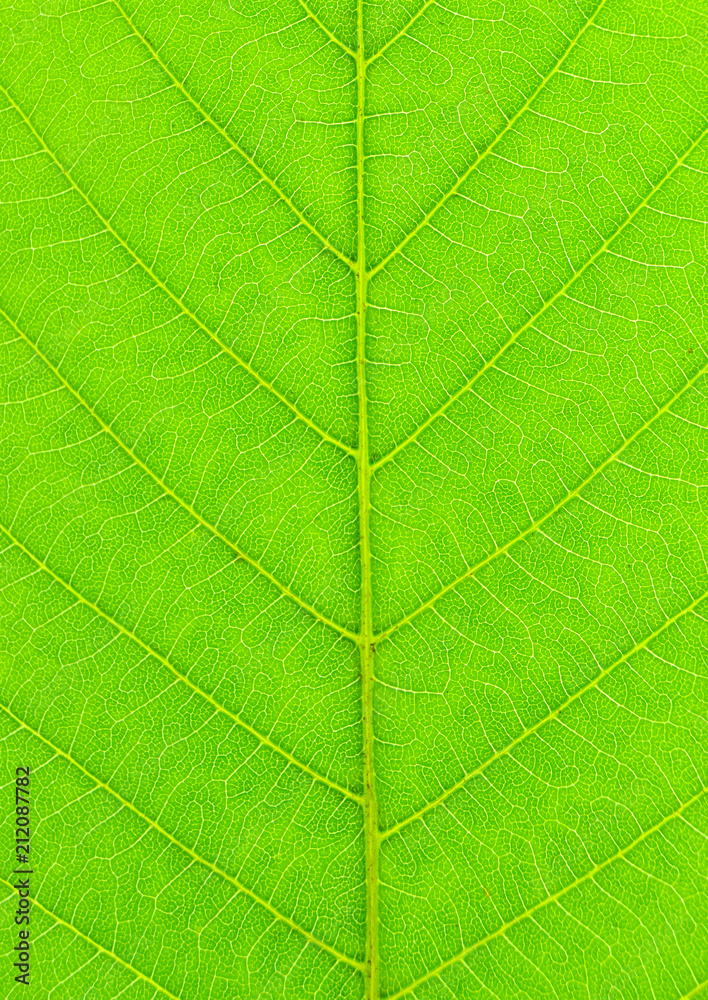 Texture of green leaf close-up. Natural background, leaf fibers. - obrazy, fototapety, plakaty 