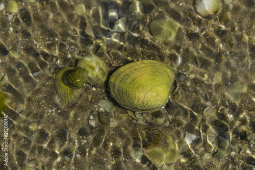 Palourde, Ruditapes decussatus photo