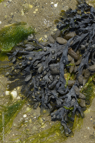 Fucus vesicolus , Algue , varech, Fucus vésiculeux photo