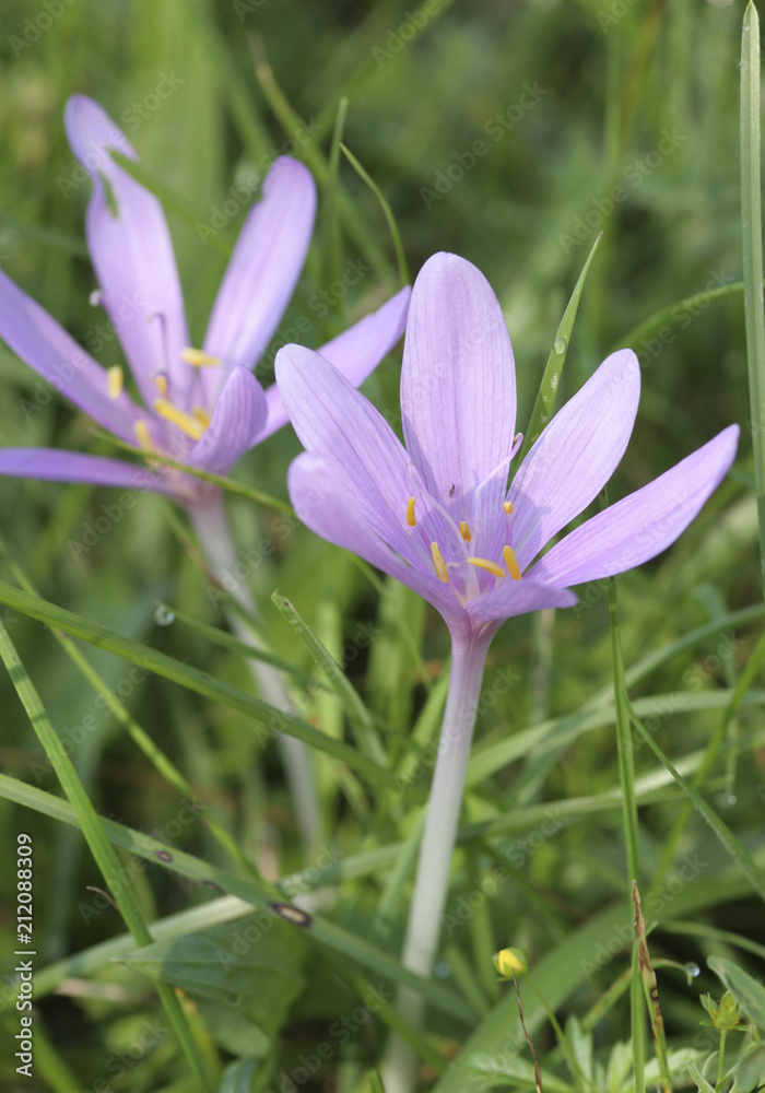 Herbstzeitlose oder Herbst-Zeitlose (Colchicum autumnale) Herbstzeitlose oder Herbst-Zeitlose (Colchicum autumnale)