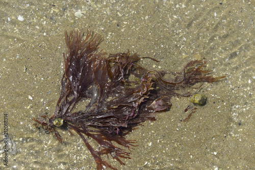 Algue rouge, calliblepharis ciliata photo