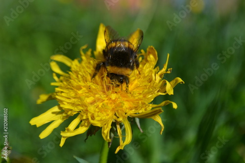 bumblebee