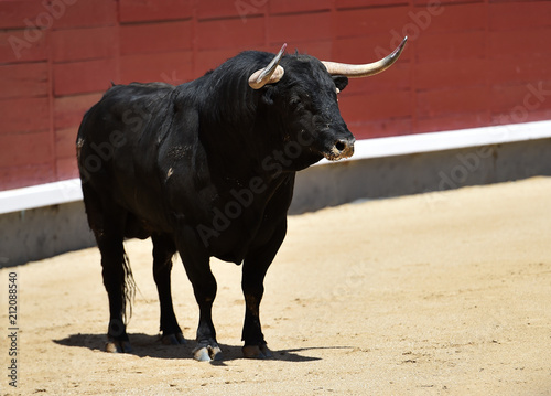 bull in bullfighting in spain