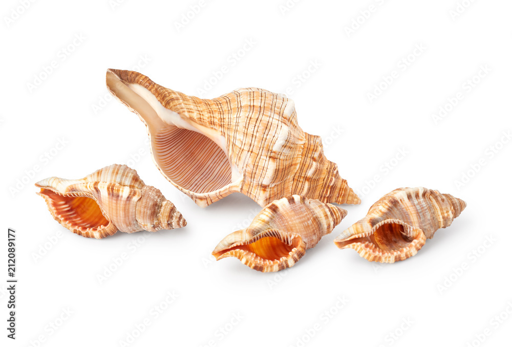 Obraz premium Seashells isolated on white background
