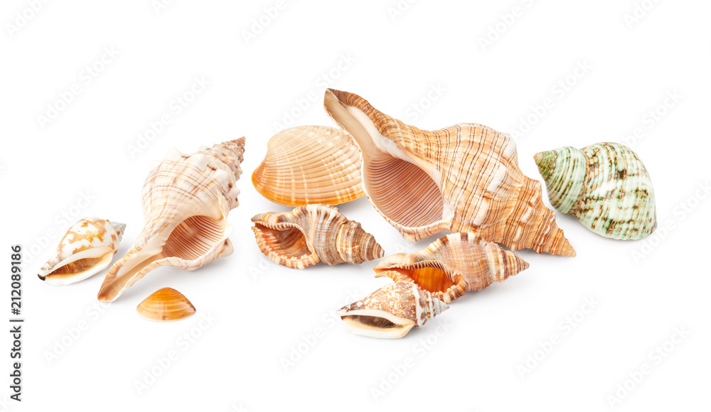 Seashells isolated on white background
