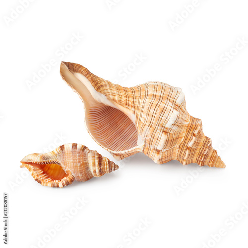 Seashells isolated on white background