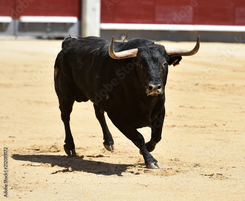 bull in bullfighting in spain