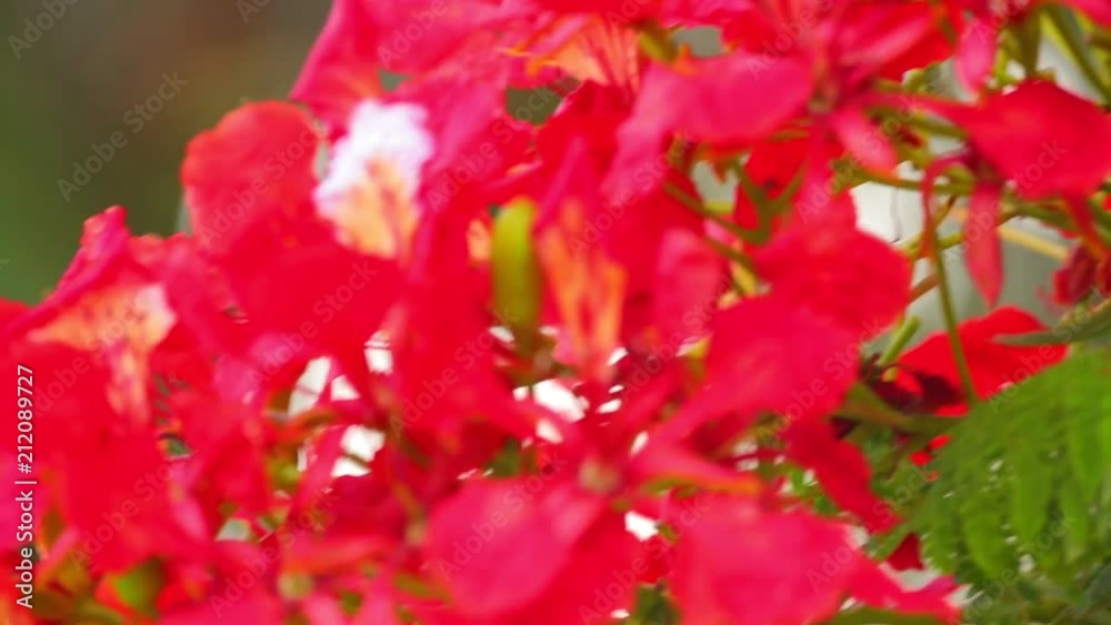 Flame tree, royal poinciana, delonix regia from the fabaceae family, with its vibrant red flowers, panoramic panning camera high definition stock footage clip.