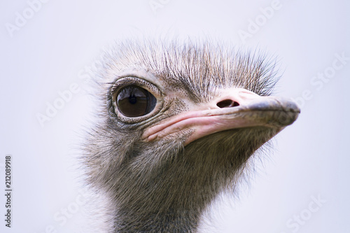 funny ostrich head close-up on a summer farm